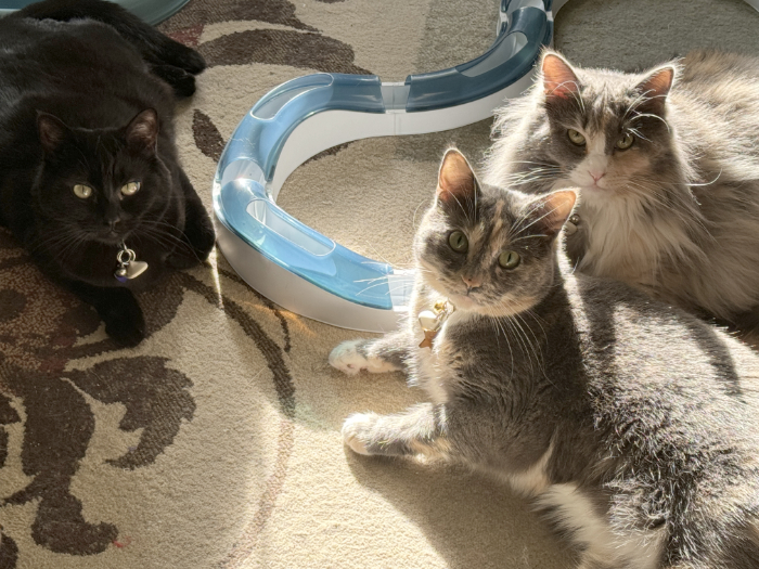 One black cat and two diluted torties